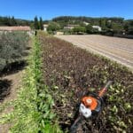 Taille de haie réalisée par un paysagiste professionnel pour un jardin soigné