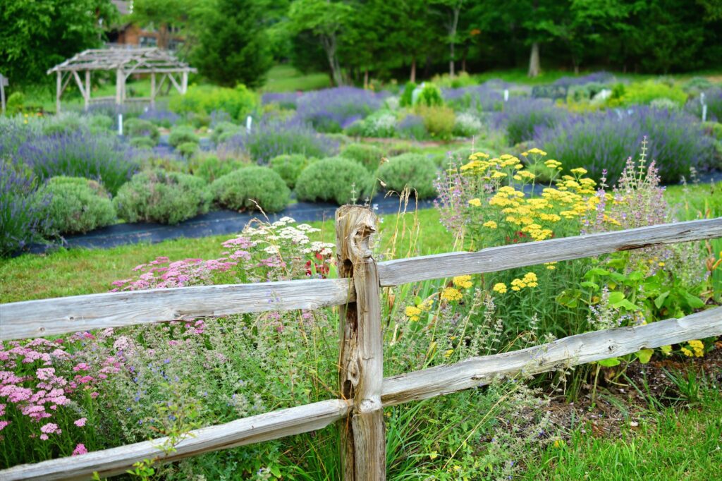 A lavender farm with colorful flower garden fields and rustic fences. -