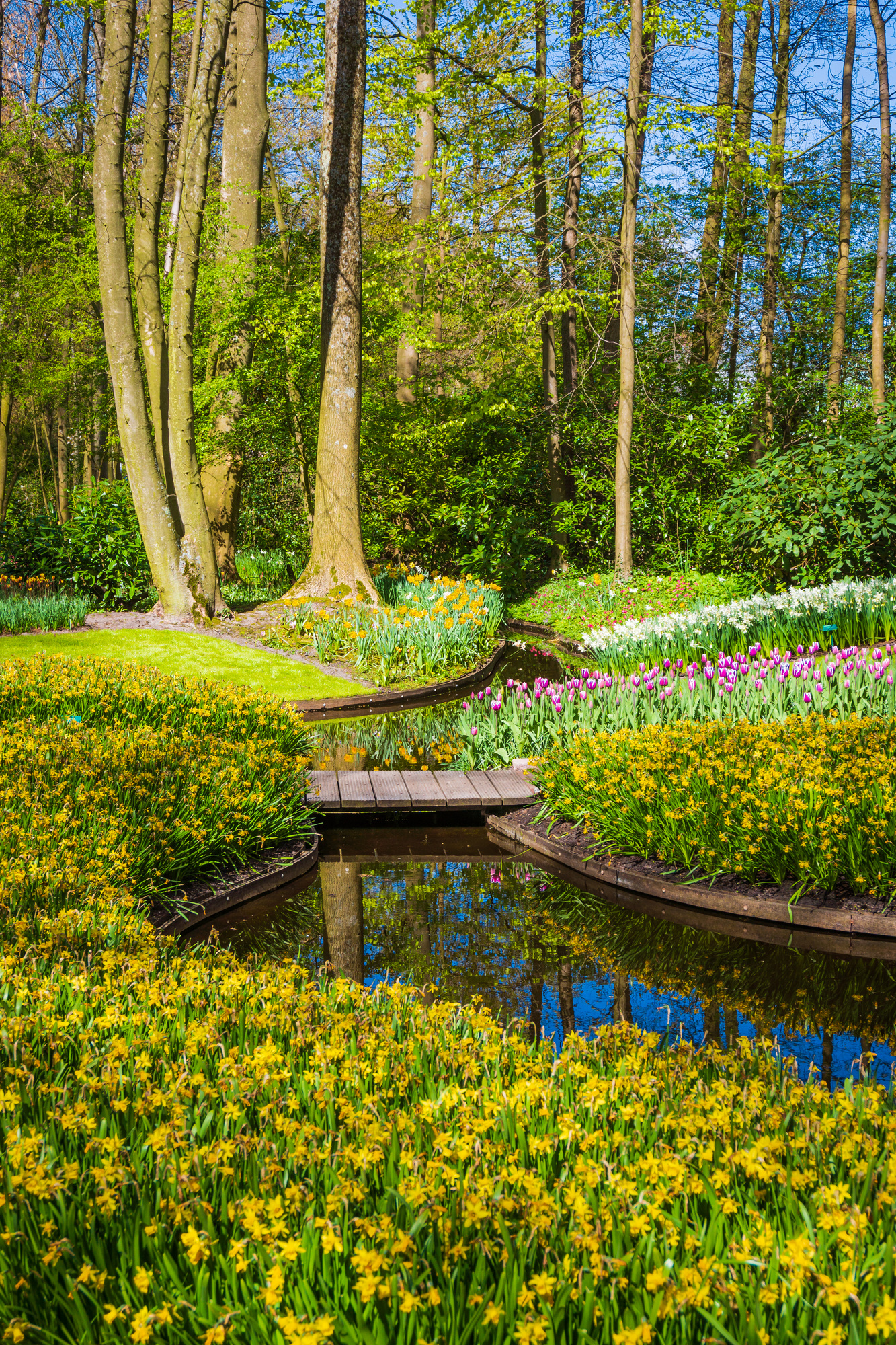 flowers garden or field in spring. Springtime Garden