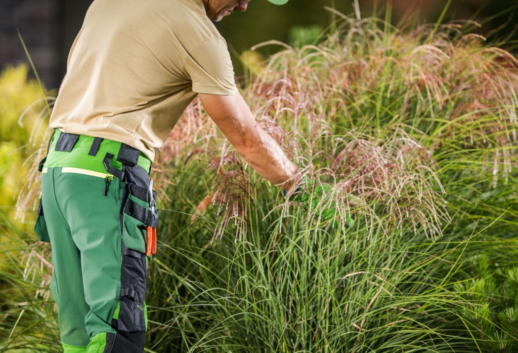 Landscaper Inspecting Garden Plant